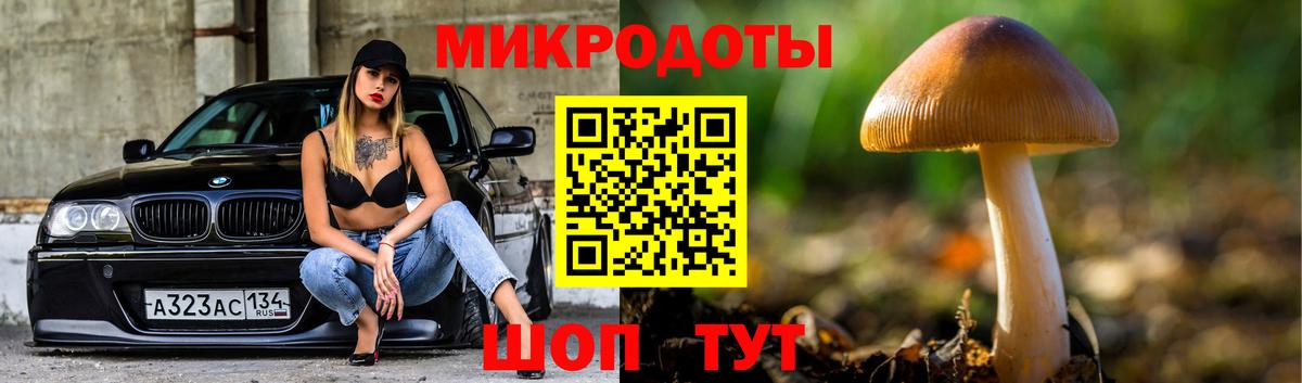 Псилоцибиновые грибы Psilocybe Вятские Поляны